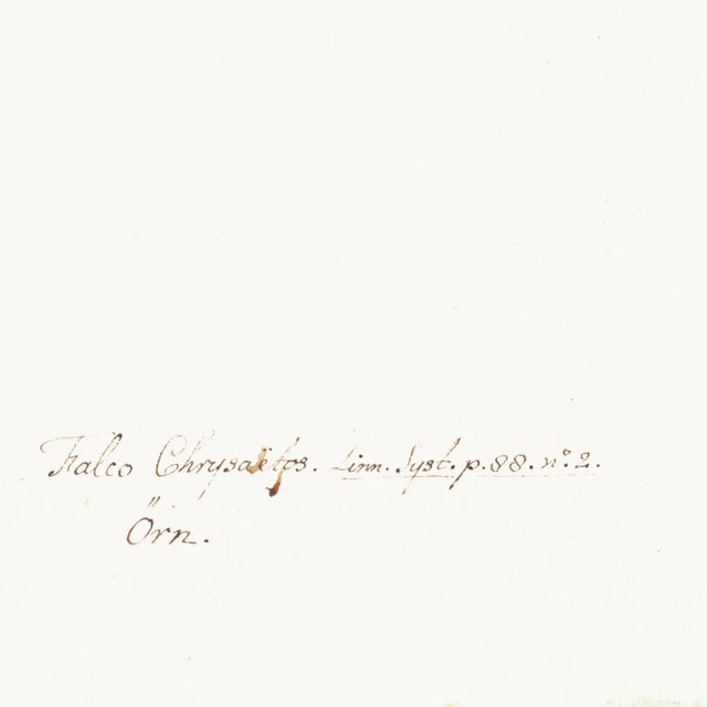 Golden Eagle Plate 05 by Olof Rudbeck (Cfa-Wd) For Sale - Image 4 of 7