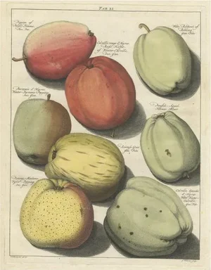 Johann Hermann Knoop, Apples, 1758, Paper