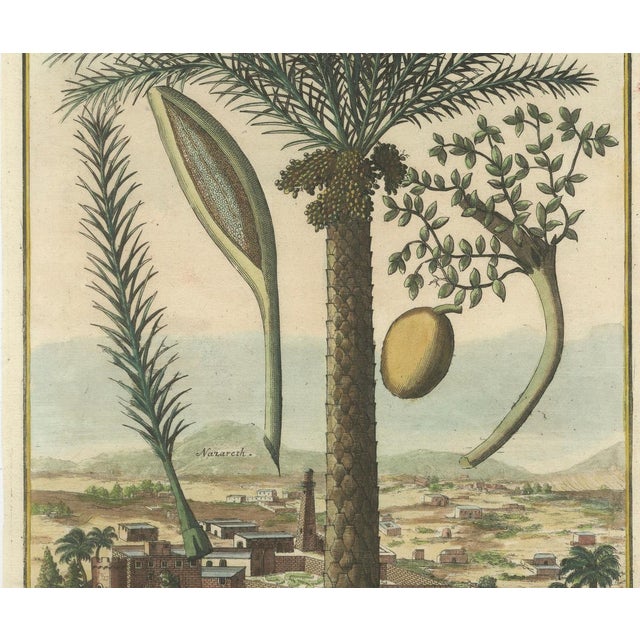 J.C. Volkamer, Botanical Date Palm, 1713, Engraving For Sale - Image 3 of 9