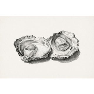 Two Opened Oysters, Vintage Natural History Shell Study, 24" X 16" For Sale