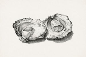 Two Opened Oysters, Vintage Natural History Shell Study, 24" X 16"