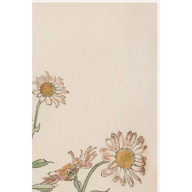 Japanese Daisy by Keika Hasegawa, Vintage Japanese Botanical Art Print, 40" X 60" For Sale - Image 3 of 9