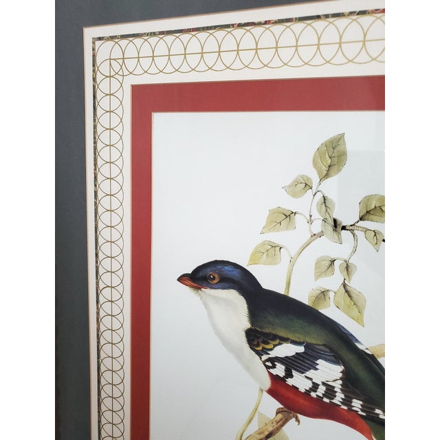 Print Large Bird Reproduction Signed John-Richards For Sale - Image 9 of 11
