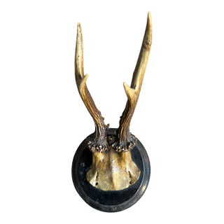 Roe Deer Trophy 128 Black Forest Antlers For Sale