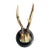 Roe Deer Trophy 128 Black Forest Antlers For Sale