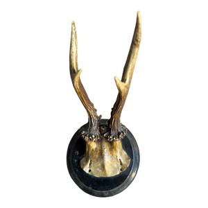 Roe Deer Trophy 128 Black Forest Antlers