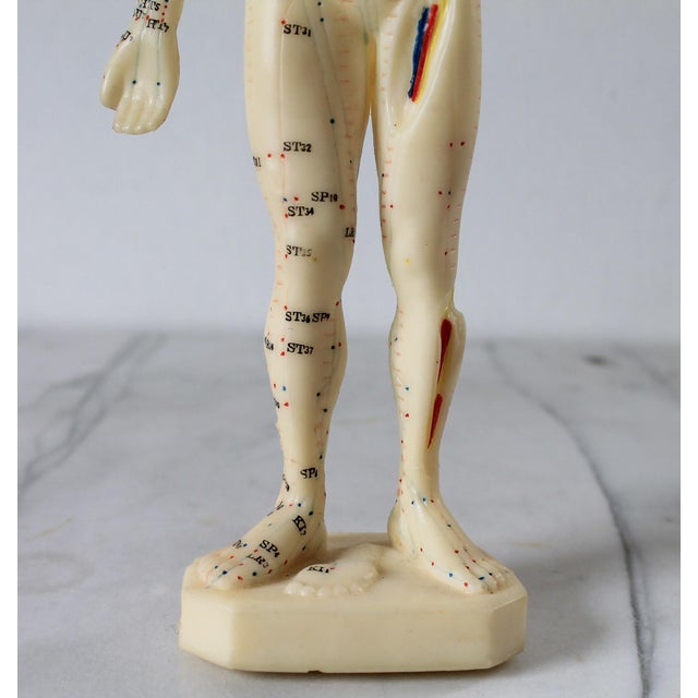Vintage Acupuncture Mannequin For Sale - Image 11 of 13