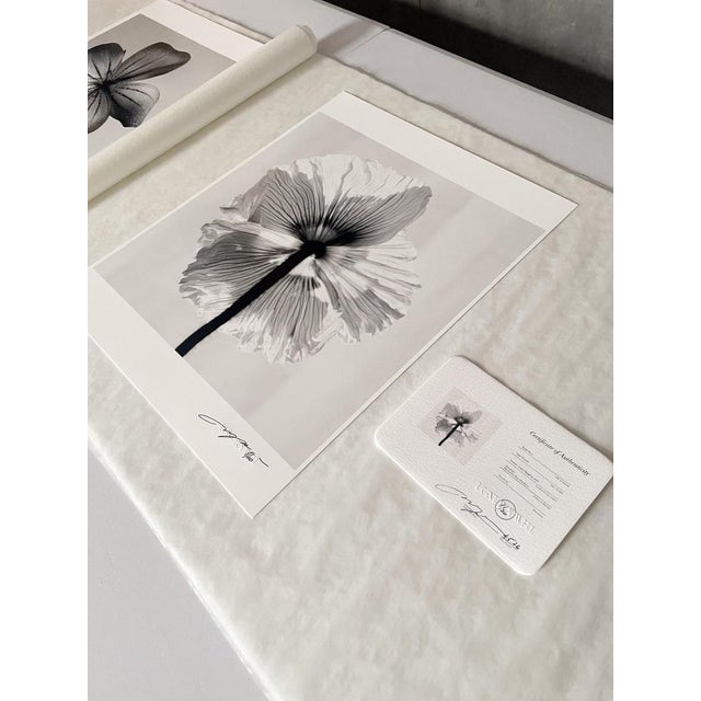 Ugne Pouwell, Poppy No.11, 2025, Black and White Floral Photography, Limited Edition of 2/20 For Sale - Image 6 of 8