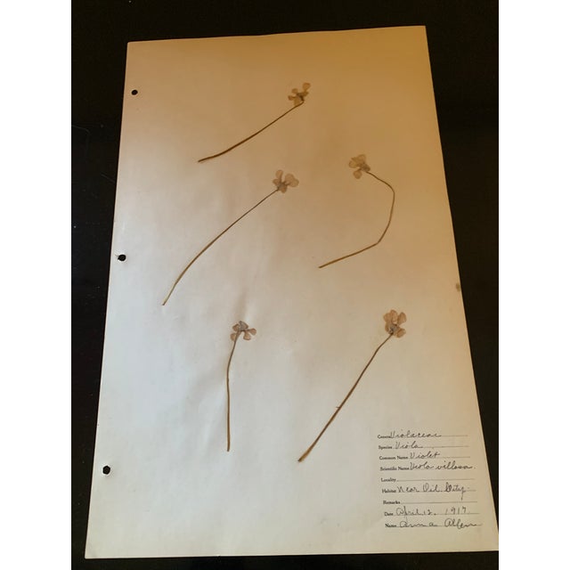 Early 20th Century Authentic Vintage Flower Specimen 1917 #2 For Sale - Image 5 of 6