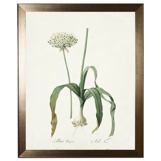 Allium in Flat Metallic Moulding For Sale