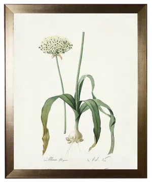 Allium in Flat Metallic Moulding