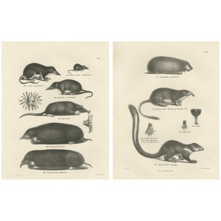Moles and Shrews and Burrowing Mammals, 1836, Paper, Set of 2 For Sale
