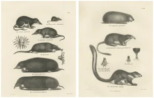 Moles and Shrews and Burrowing Mammals, 1836, Paper, Set of 2