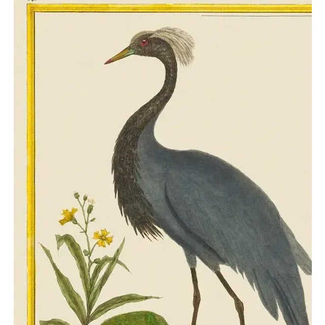 Here we have a demoiselle crane. The print has the birds name in French at the bottom if you would like to do further...