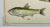 Plastic Antique Fish Print From England Featuring a Pike, Sharpchin Barracudina, Hatchfish, Pearlfish, Anchovy, Herring, Pilchard, Sprat & Shad -,Circa 1902 For Sale - Image 7 of 11