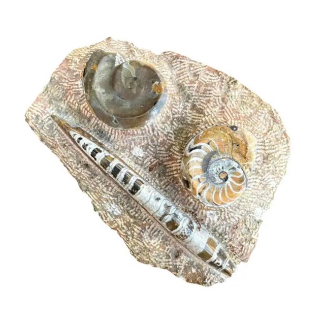 Contemporary Ammonite and Orthoceras Fossil Plaque - Organic Modern Prehistoric Art For Sale - Image 3 of 10