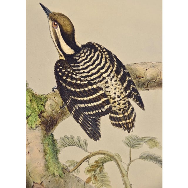 Woodpeckers, Sonnerat's Pygmy: A 19th C. Gould Hand-Colored Lithograph, 1850 For Sale - Image 4 of 6