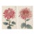 Ruby Petals Diptych – Vintage Japanese Botanical Prints (Set of 2), 20" X 30" For Sale