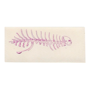 George Stuempfig Skeleton Etching