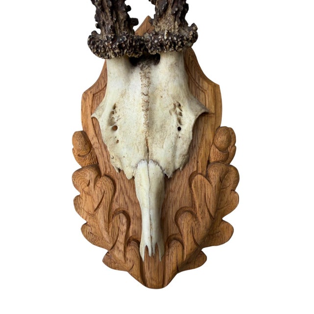 Pair Roe Deer Trophies 151 Black Forest Antlers Mount For Sale - Image 4 of 5