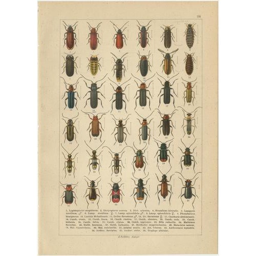 Late 19th Century Calwer, Beetles, European Coleoptera Plates, 1893, Chromolithographs, Set of 6 For Sale - Image 5 of 8
