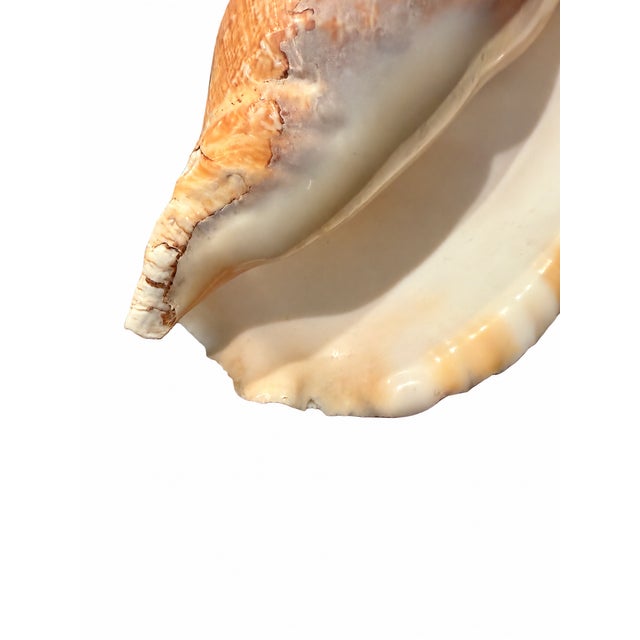 Genuine seashell featuring a sculptural form, textured exterior, and smooth interior in cream, peach, and warm tan tones....