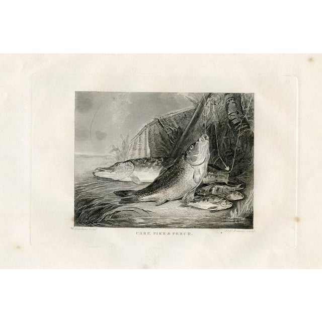 Illustration 1840s, Trout and Perch Fish Prints, Pair, Original Antique Engravings, England For Sale - Image 3 of 3