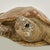 Plastic Vintage Turtle Sculpture or Figure For Sale - Image 7 of 13