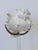 Arthur Court Arthur Court Shell Sculpture on Lucite Stand For Sale - Image 4 of 7