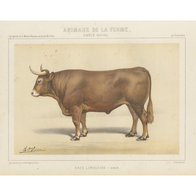 Borie, Limousin Ox, French Cattle Breed, 1863, Chromolithograph For Sale - Image 9 of 9
