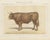 Borie, Limousin Ox, French Cattle Breed, 1863, Chromolithograph For Sale - Image 9 of 9