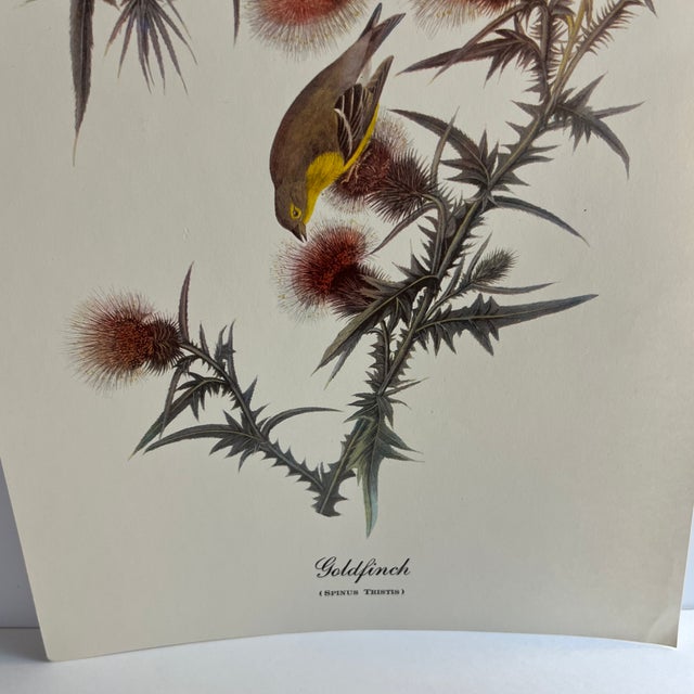 Shabby Chic 1960s After Audubon Goldfinch Print For Sale - Image 3 of 3