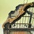 Black Art Nouveau Black Japanned Metal Bird Cage, Hand-Painted, Circa 1900-1920 For Sale - Image 8 of 16