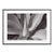 Agave by Stuart Möller Framed For Sale