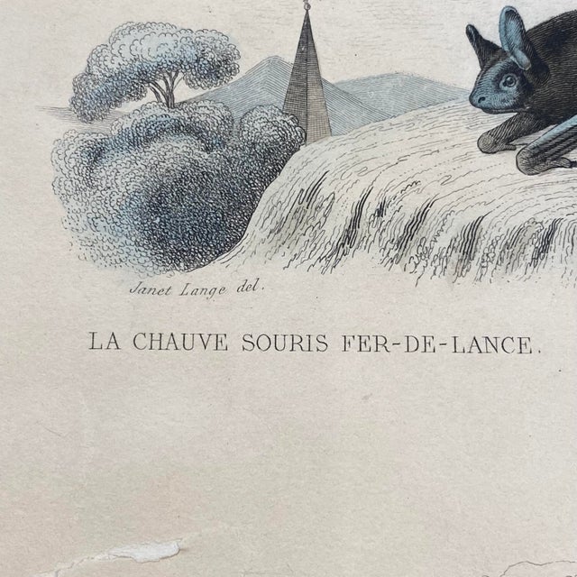Paper French Antique 18th Century "La Chauve Souris Fer-De-Lance" Bat Engraving Hand Colored Signed Artwork For Sale - Image 7 of 12