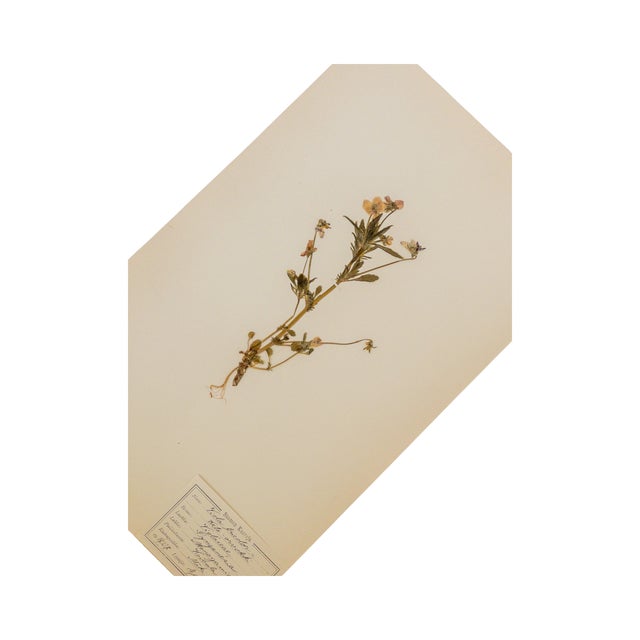Rustic European Antique Swedish Herbarium - Viola Tricolor, Circa 1907 For Sale - Image 3 of 3