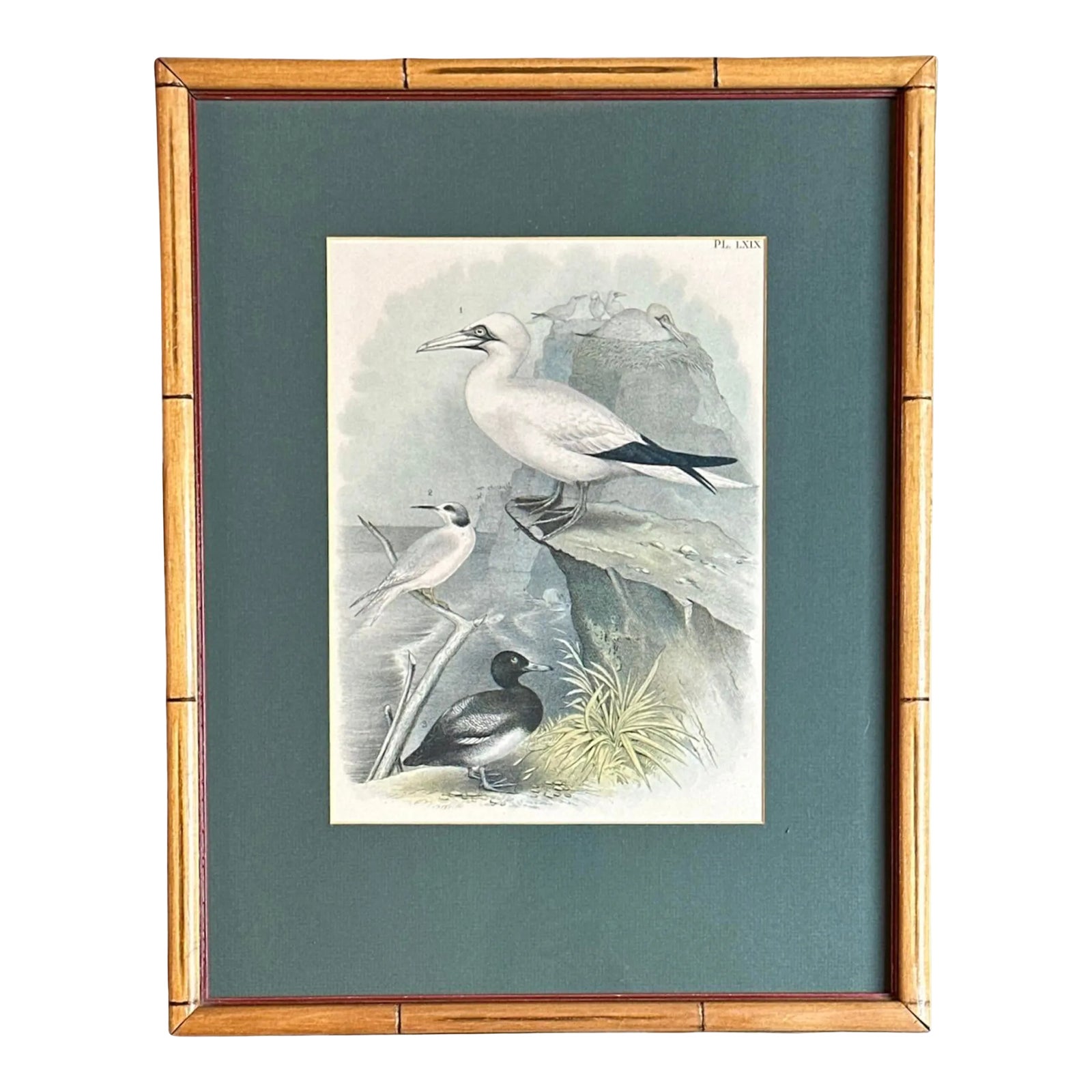 After Studer's Popular Ornithology: The Birds of North
