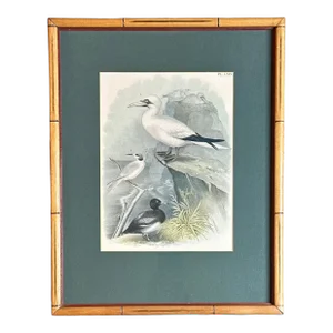 After Studer's Popular Ornithology: The Birds of North America Framed Color Lithograph Print Plate LXlX
