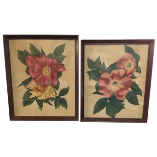 Vintage Framed Floral Prints - A Pair For Sale