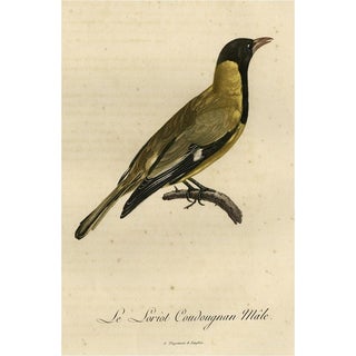 After Jn. Lebrecht Reinold, Illustration of a Male Oriole, 1802, Print For Sale