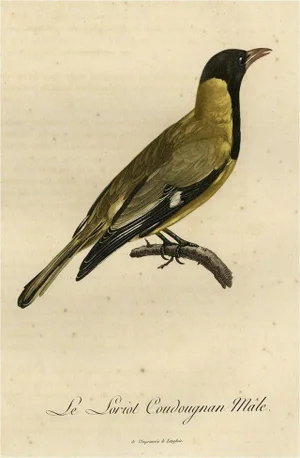 After Jn. Lebrecht Reinold, Illustration of a Male Oriole, 1802, Print