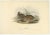 Antique bird print titled 'Quail (Coturnix dactylisonans).' This plate shows the common quail (Coturnix coturnix)....