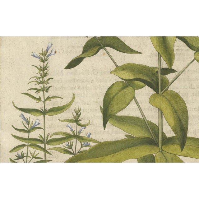 Copper Basilius Besler Spurge, Glasswort & Pennywort Botanical Engraving, 1613, Engraving For Sale - Image 8 of 10