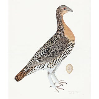 Capercaillie Hen Plate 28 by Olof Rudbeck (Cfa-Wd) For Sale
