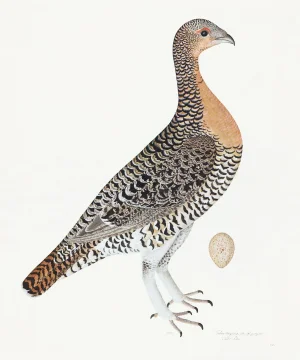 Capercaillie Hen Plate 28 by Olof Rudbeck (Cfa-Wd)