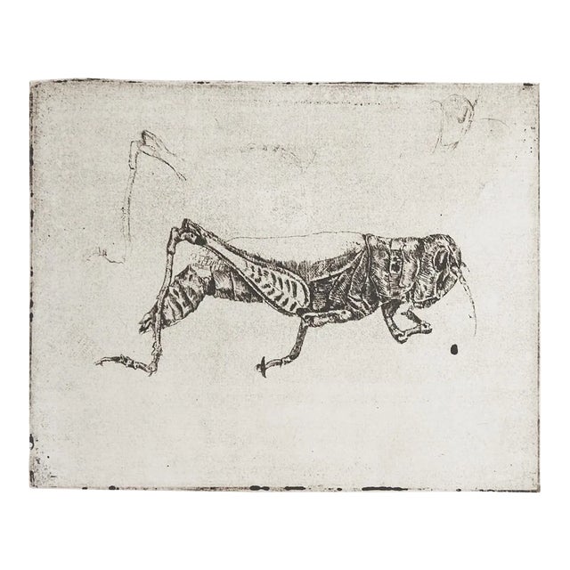 Late 20th Century Sepia Toned Grasshopper Etching For Sale