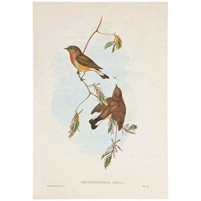 1940 Red-Breasted Flycatcher Bird Lithograph After John Gould | Matted & Framed For Sale - Image 4 of 4