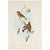 1940 Red-Breasted Flycatcher Bird Lithograph After John Gould | Matted & Framed For Sale - Image 4 of 4
