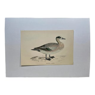 Antique Hand Tinted Bird Print From England Featuring an American Wigeon Duck - Circa 1888 For Sale