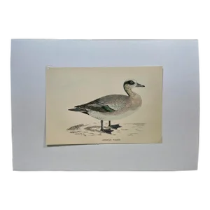 Antique Hand Tinted Bird Print From England Featuring an American Wigeon Duck - Circa 1888